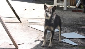 Cachorro / Foto: Alliston Fellipe/Sema