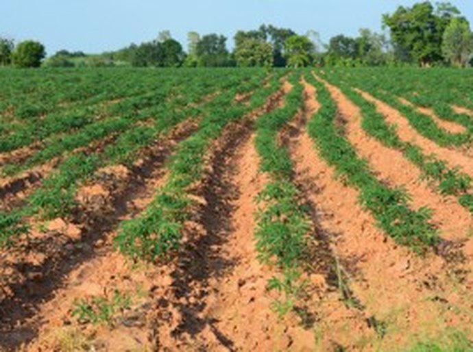 Agricultores de São Miguel começam a fornecer alimentos para a merenda