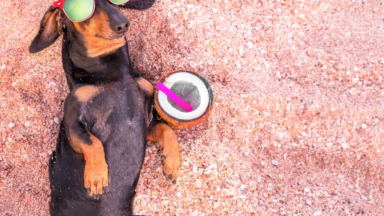 Água de coco, chá de camomila e mais: 5 bebidas seguras para oferecer aos pets nos dias quentes