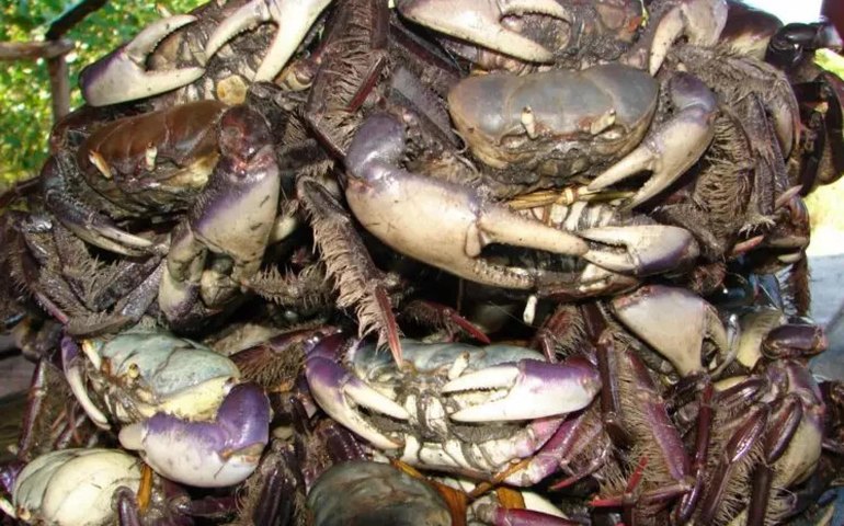 Período de defeso do caranguejo-uçá termina nesta quarta-feira, e acontecerá mais duas vezes durante o ano