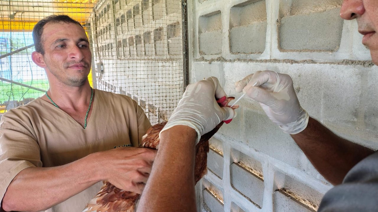 Adeal inicia coleta de amostras para identificar possíveis focos de influenza aviária