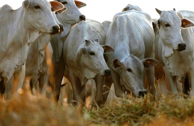 Alagoas atinge 1,22 milhão de cabeças de gado, diz IBGE