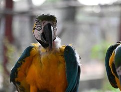 Araras resgatadas do tráfico de animais.