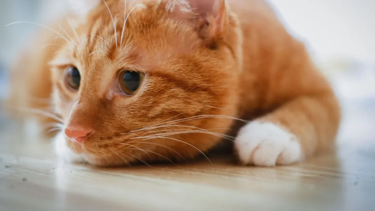 O silêncio dos gatos pode esconder sinais de dor e doenças