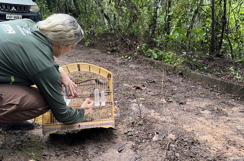Centro de Triagem solta 164 animais silvestres em área de Mata Atlântica