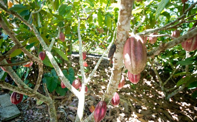 Fundo vai financiar pequenos agricultores de cacau na Bahia e no Pará