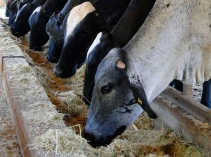 Governo distribuirá bagaço de cana a pequenos produtores do Semiárido
