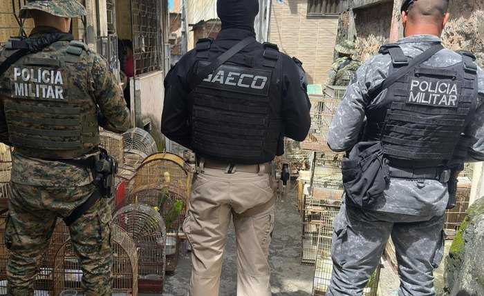 Operação investigou esquema que capturava e transportava milhares de aves silvestres