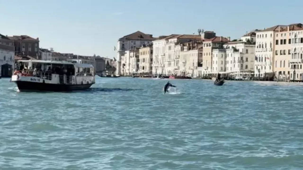 Golfinho é avistado no Grande Canal de Veneza e surpreende turistas