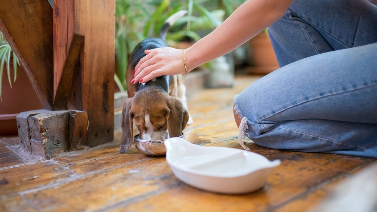 Cães e gatos de rua podem circular em áreas comuns do condomínio?