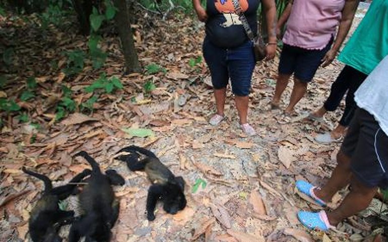 Macacos morrem ao cair das árvores em meio a onda de calor no México