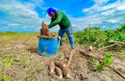 Município de Campo Alegre é classificado pelo Governo Federal para executar R$ 175 mil no PAA  In