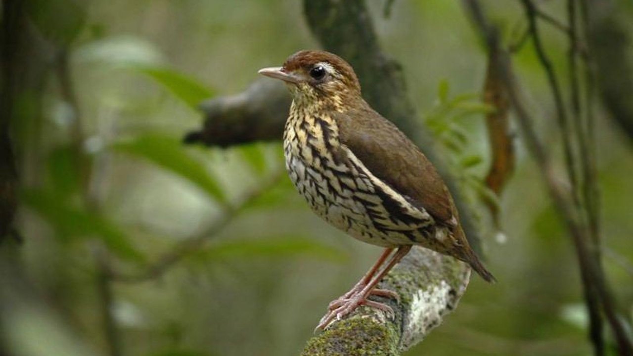 Ceará ganha nova espécie de ave identificada com ajuda de IA