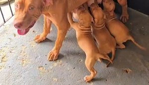 cachorros / Foto: Foto: Reprodução SSP/SE