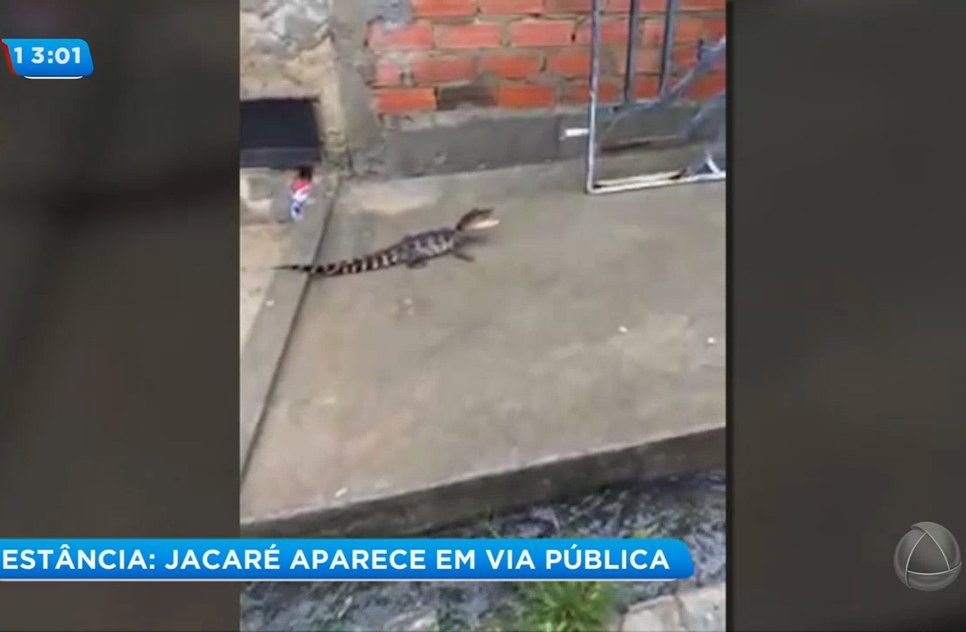 Jacaré Estância