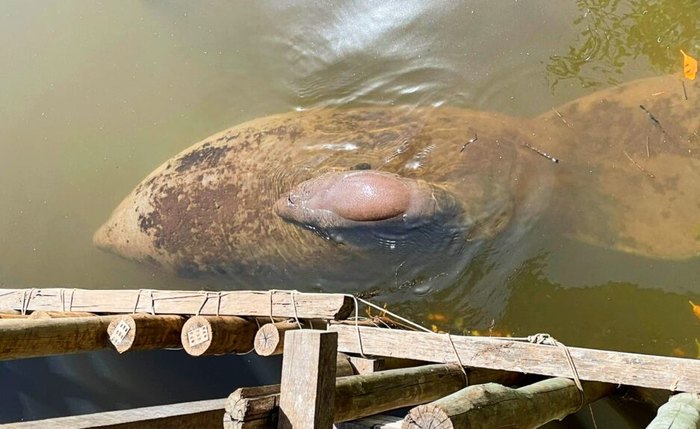 Filhote da peixe-boi Paty nasceu nesta terça-feira em recinto de aclimatação Filhote da peixe-boi Paty nasceu nesta terça-feira em recinto de aclimatação