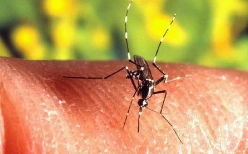 Secretaria de Saúde fará balanço sobre a dengue no Estado