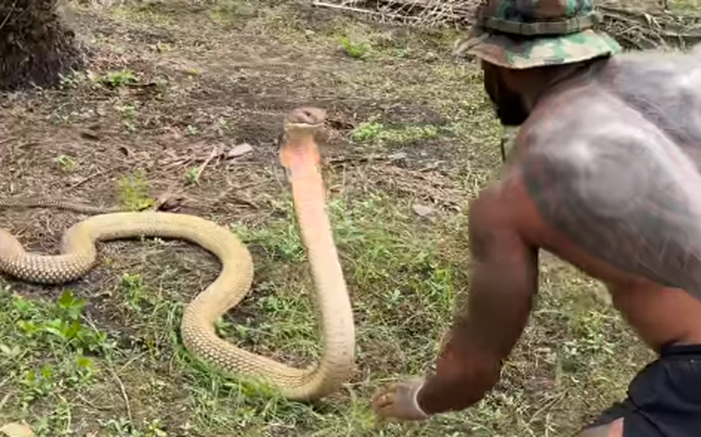 Influenciador é investigado por vídeos de 'luta' com crocodilos selvagens na Austrália