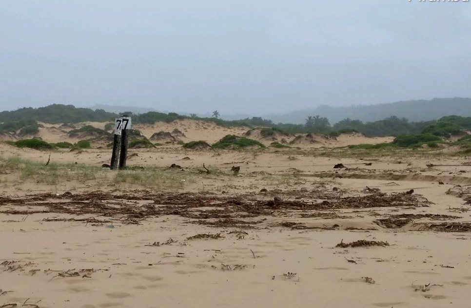 TONEL ÓLEO PIRAMBU