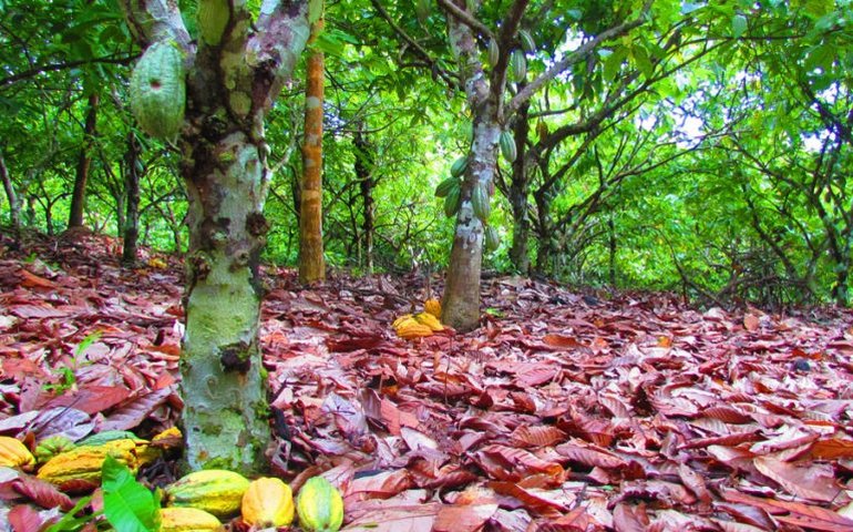 Frente do agronegócio tenta blindar fundos Fiagro