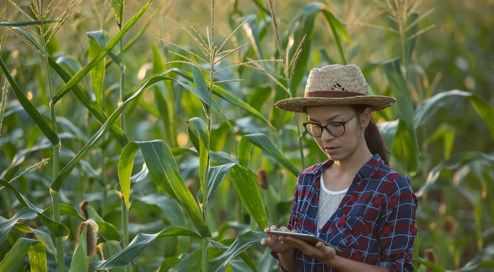 Sergipe registra de aumento 5,4% na produtividade agrícola / Foto: Foto: Freepik/ Ilustrativa