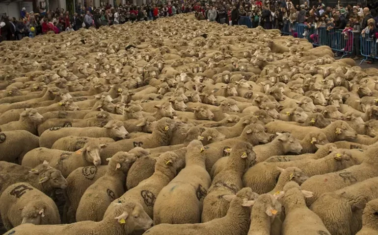 Rebanho de 600 ovelhas ocupa as ruas de Nuremberg