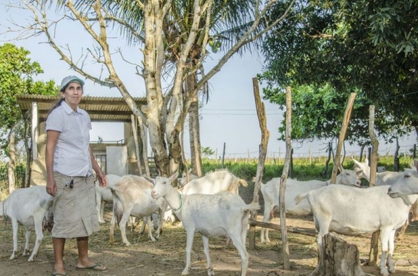 Governo do Estado incentiva cadeia produtiva de caprinocultura