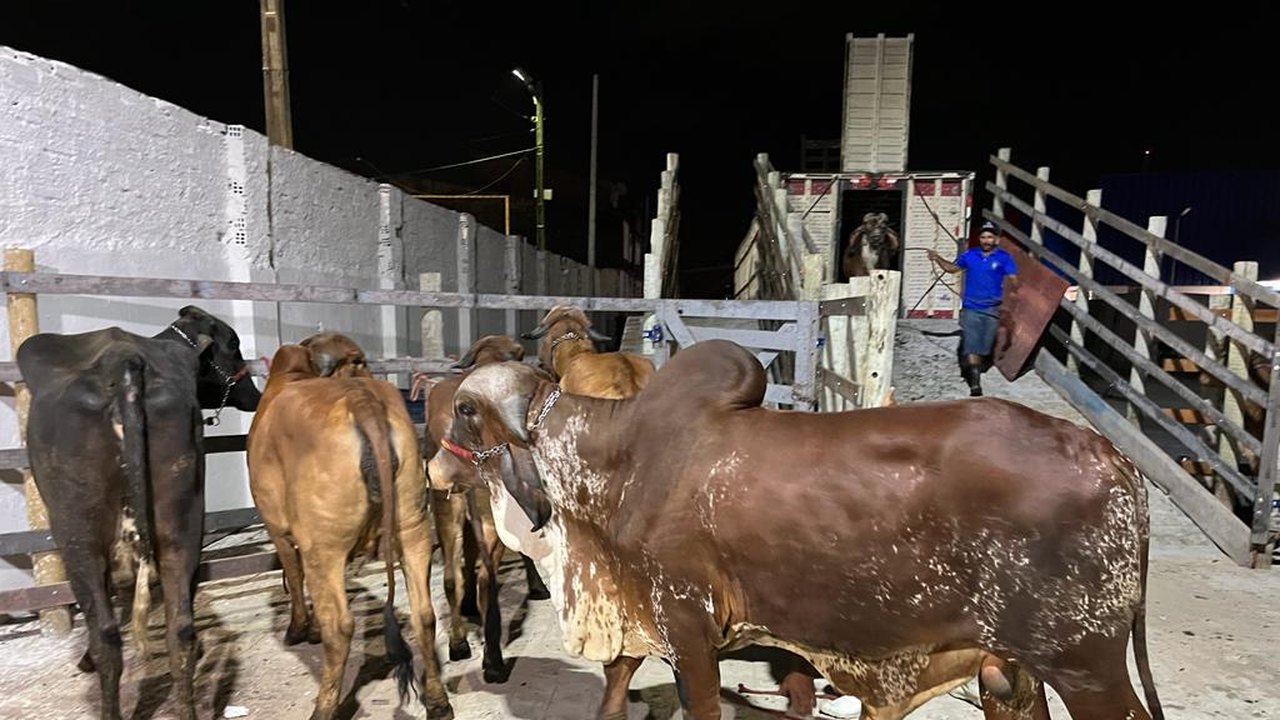 Parque da Pecuária deve receber até 3 mil animais para a 72ª Expoagro Alagoas