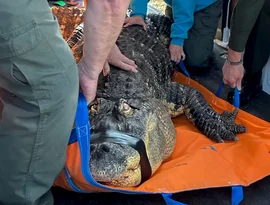 Homem da região de Buffalo encerra sua luta para recuperar Albert, seu jacaré de 3,6 metros apreendido em 2024