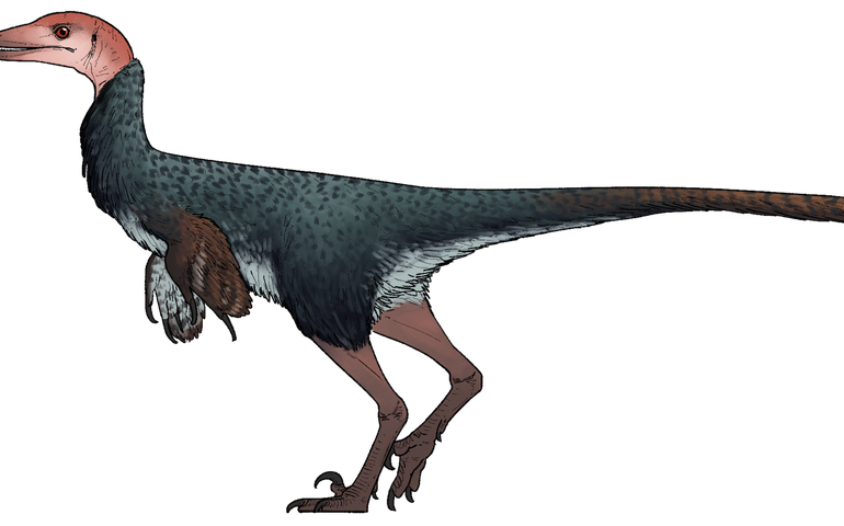 Nova espécie de dinossauro emplumado com crânio espesso é descoberta no México (IMAGENS)