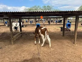 43ª Expo Bacia Leiteira começa nesta quarta-feira (14) com foco em inovação, expansão industrial e agricultura familiar em Batalha