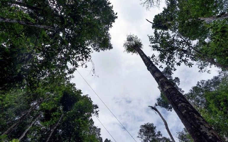 Reino Unido recua e deixa Brasil sem verba para fundo da Amazônia que ele próprio promoveu