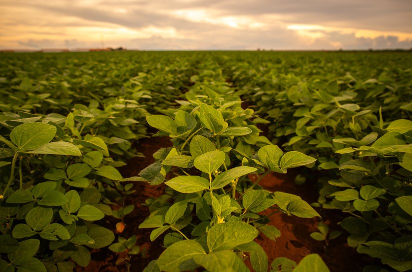Aplicação de bioestimulantes à base de Ascophyllum nodosum impulsiona produtividade sustentável da soja