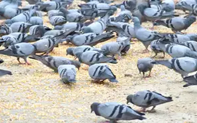 Comuns nos centros urbanos, pombos são vetores de doenças graves
