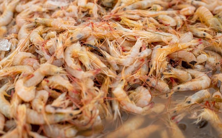 Após defeso pescadores voltam a pescar camarões no mar de Maceió