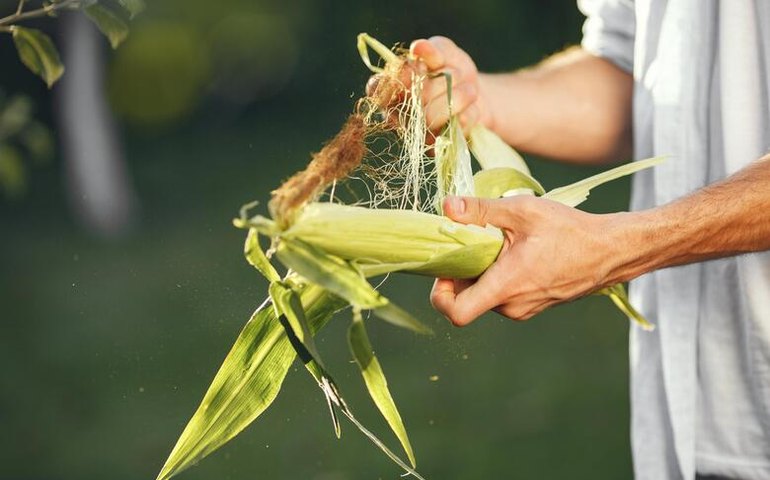 Pagamento do Garantia-Safra 2021/2022 beneficia mais de 15 mil agricultores de Alagoas este mês