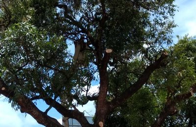 Confira a programação do serviço de poda nos bairros