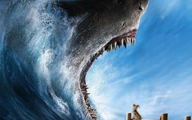 Conheça a nova habilidade das orcas na Austrália, que atacam tubarões-brancos para sugar seus fígados