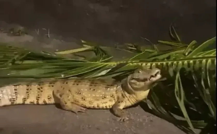 Chuvas arrastaram animais silvestres para áreas urbanas em Maceió