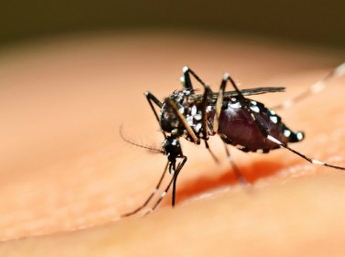 SMS divulga programação do Dia “D” de combate à dengue