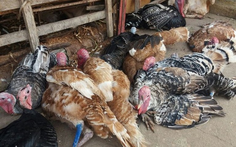 Mesmo com preço congelado, venda do peru vivo cai em Maceió