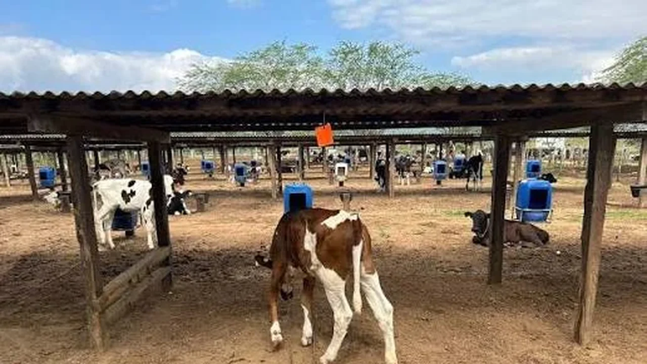 43ª Expo Bacia Leiteira começa nesta quarta-feira (14) com foco em inovação, expansão industrial e agricultura familiar em Batalha