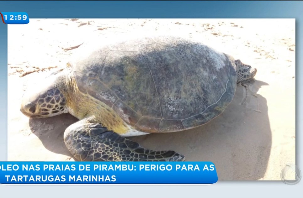 Tartaruga