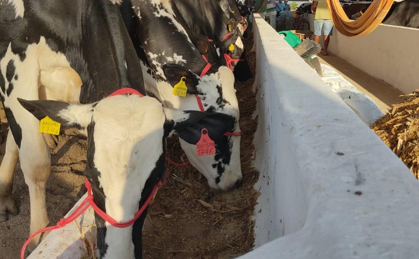 Produtores de leite comemoram equilíbrio do preço e liberação de crédito a baixo custo