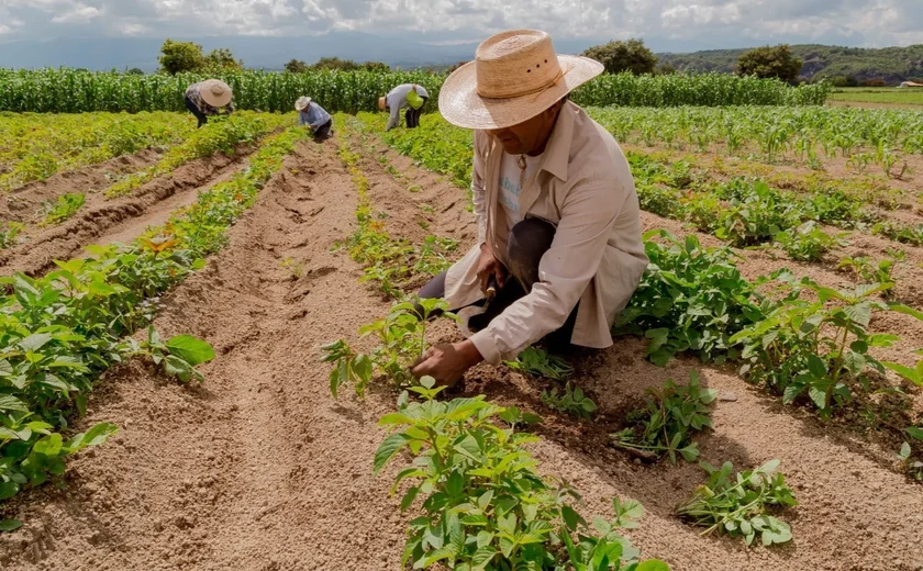 Governo Lança Plano Safra da Agricultura Familiar 2024/2025 com Recorde de R$ 76 Bilhões