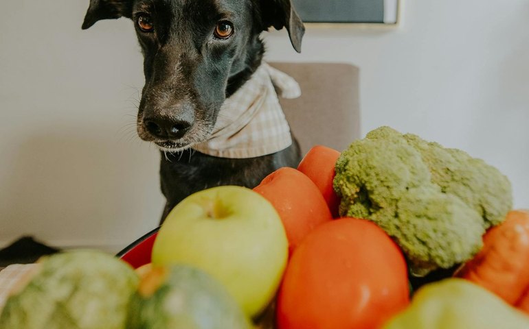 Alternativas naturais ganham espaço na alimentação dos pets