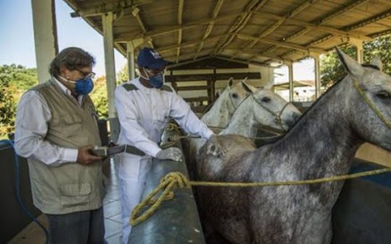 Cientistas criam soro com anticorpos de cavalo capaz de neutralizar coronavírus