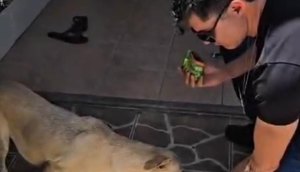 cão / Foto: Reprodução/SSP