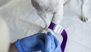 Campanha oferta vacinação antirrábica gratuita para animais em Aracaju neste sábado; confira locais