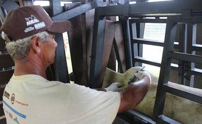 Vacinação contra Aftosa